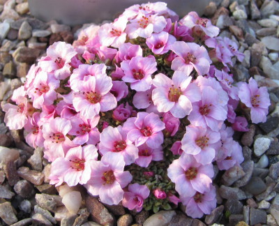 Saxifraga 'Sissi' 